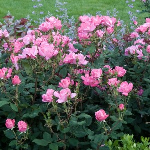 FLOWERING SHRUB