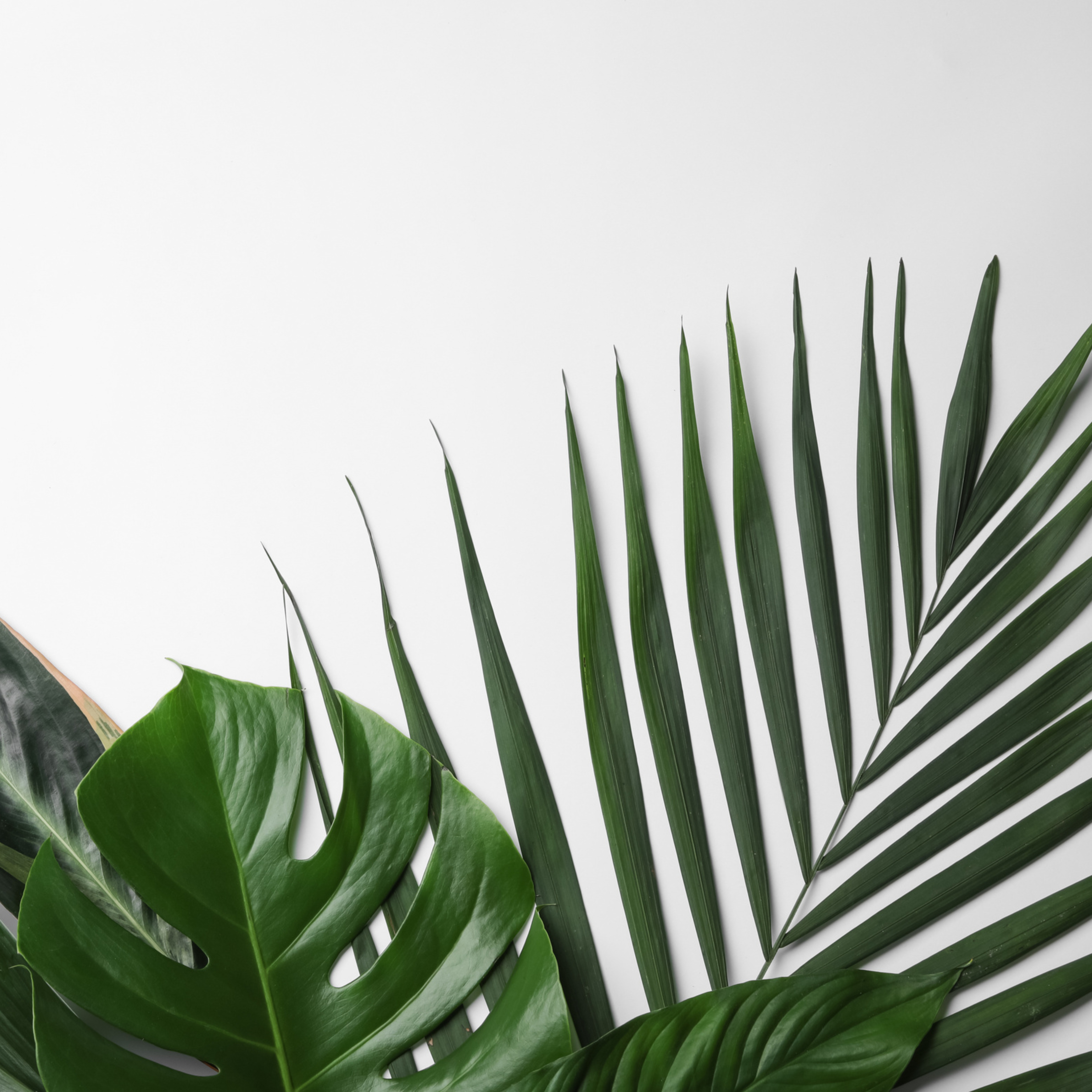 3053 INDOOR PLANTS