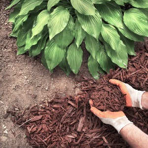 3093 SOIL &amp; BARK