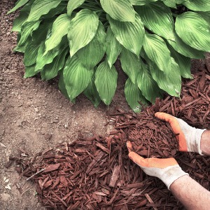 SOIL, WOOD CHIPS, BARK