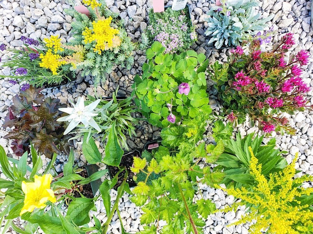 PERENNIAL 4IN
