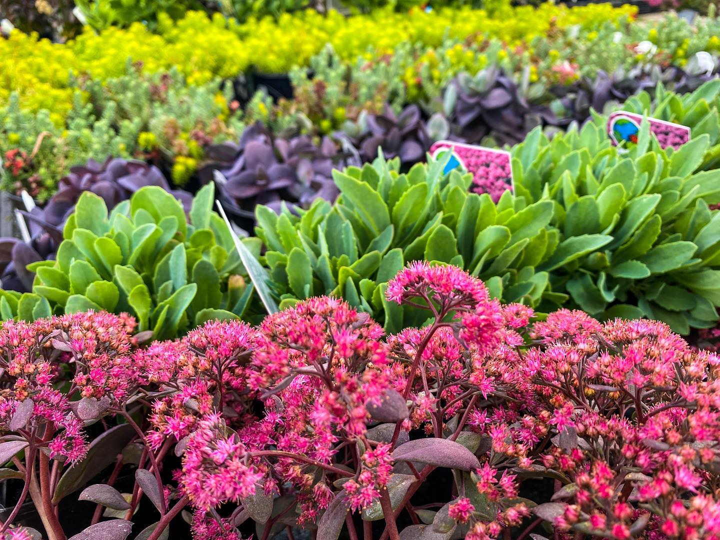 PERENNIAL GROUNDCOVER