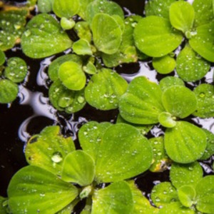 POND PLANTS