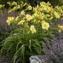 DAYLILY GOING BANANAS #1