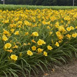 DAYLILY STELLA D'ORO #1