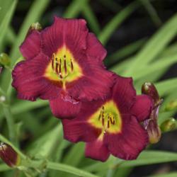 DAYLILY PARDON ME #1