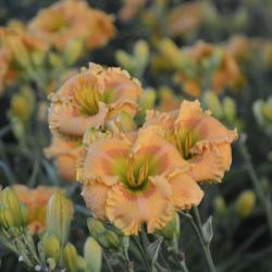 DAYLILY ORANGE SMOOTHIE #1