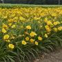 DAYLILY STELLA D'ORO #1