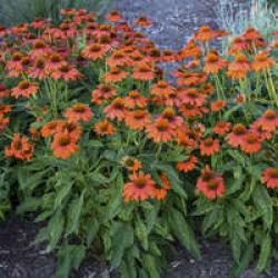 CONEFLOWER SMBR ADOBE ORANGE #1