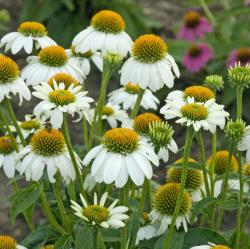 CONEFLOWER POWWOW WHITE #1