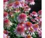 CONEFLOWER BUTTERFLY KISSES #1