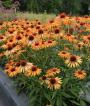CONEFLOWER BIG KAHUNA #1