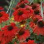 CONEFLOWER SMBR SALSA RED #1