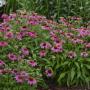 CONEFLOWER POWWOW WILD BERRY #1