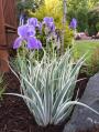 IRIS ALBOVARIEGATA #1