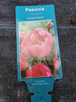 PEONY CORAL CHARM #2