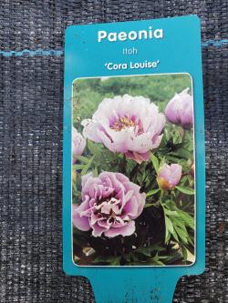 ITOH PEONY CORA LOUISE #2