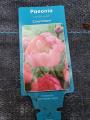 PEONY CORAL CHARM #2
