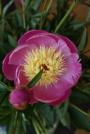 PEONY BOWL OF BTY #2