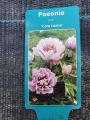 ITOH PEONY CORA LOUISE #2