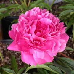 PEONY KANSAS #2