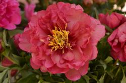ITOH PEONY JULIA ROSE #2