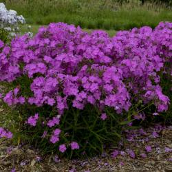 PHLOX OPENING ACT ULTRAPINK #1