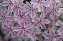 PHLOX CANDY STRIPE #1