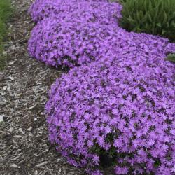 PHLOX BEDAZZLED PINK #1