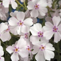 PHLOX AMAZING GRACE #1