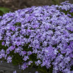 PHLOX EMERALD BLUE #1