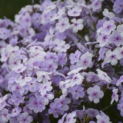 PHLOX OPENING ACT PINK-A-DOT #1