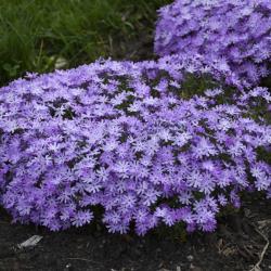 PHLOX BEDAZZLED LAVENDER #1