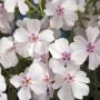 PHLOX AMAZING GRACE #1