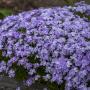 PHLOX EMERALD BLUE #1