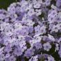 PHLOX OPENING ACT PINK-A-DOT #1