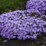 PHLOX BEDAZZLED LAVENDER #1