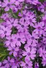 PHLOX PURPLE BEAUTY #1