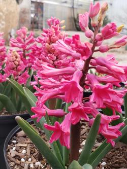 HYACINTH JAN BOS #1