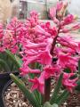 HYACINTH JAN BOS #1