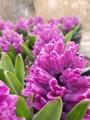 HYACINTH MISS SAIGON #1