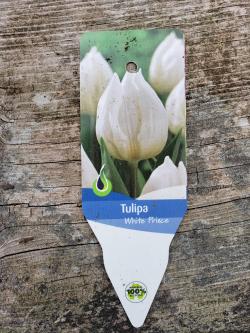 TULIP WHITE PRINCE #1