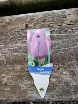 TULIP PURPLE FLAG #1