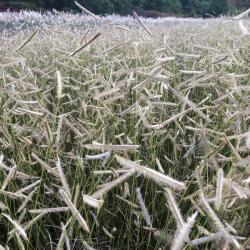 GRAMA GRASS BLONDE AMBITION #2