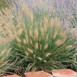 FOUNTAIN GRASS HAMELN #3