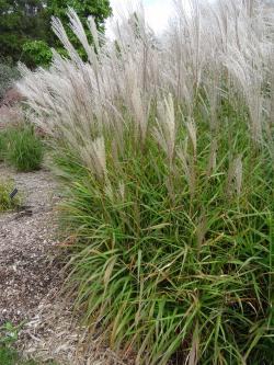 FLAME GRASS #3
