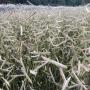 GRAMA GRASS BLONDE AMBITION #2