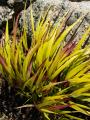FOREST GRASS SUNFLARE #1