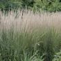 REED GRASS KARL FOERSTER #2