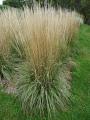 REED GRASS AVALANCHE #3